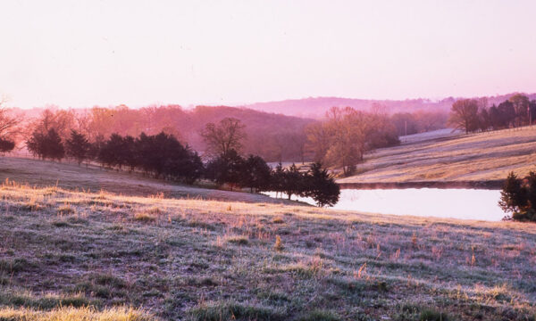 A pinkish dewey sky with a sunrise on the horizon shows a pretty landscape with a small grassy hill and a small number of trees next to a pond.