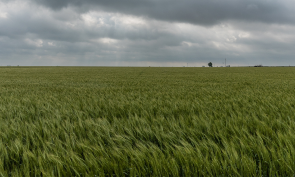 A field of green grass blows in the wind with a gray cloudy sky.