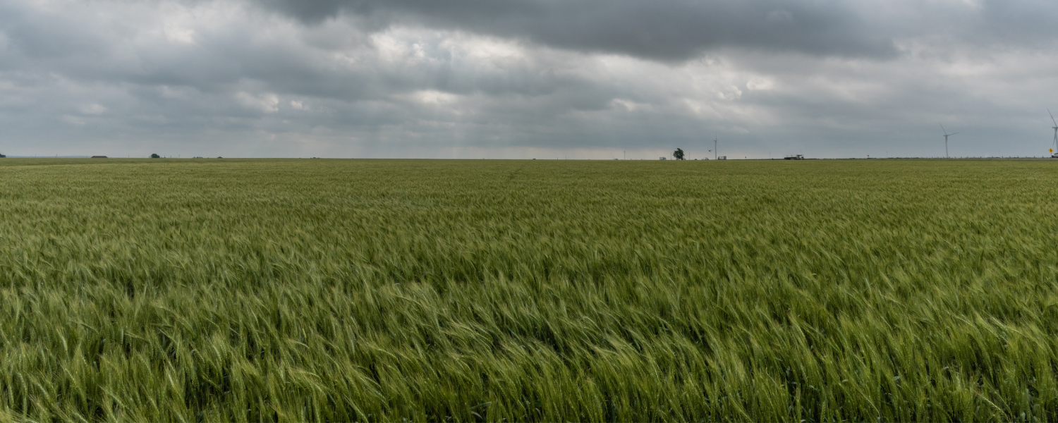 A field of green grass blows in the wind with a gray cloudy sky.